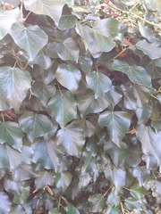 Hedera