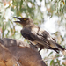 Grey Currawong - Photo (c) David Cook, some rights reserved (CC BY-NC)