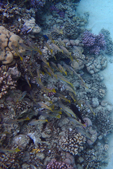 Lutjanus ehrenbergii