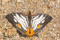 Cyrestis maenalis