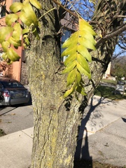Gleditsia triacanthos inermis