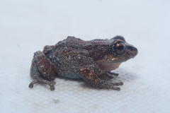 Pristimantis thymelensis