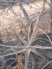 Tillandsia streptocarpa