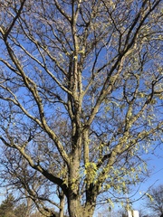 Gleditsia triacanthos inermis