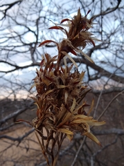 Tillandsia streptocarpa
