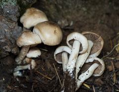 Psathyrella sublateritia