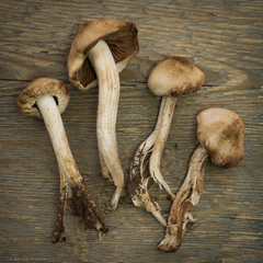 Psathyrella sublateritia