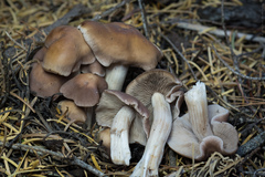 Psathyrella sublateritia