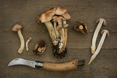 Psathyrella sublateritia