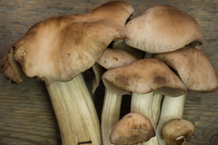 Psathyrella sublateritia