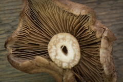 Psathyrella sublateritia