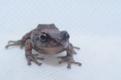 Pristimantis thymelensis