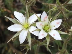 Sabulina nuttallii nuttallii