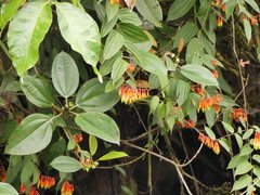 Psammisia ecuadorensis