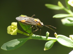 Capsodes flavomarginatus