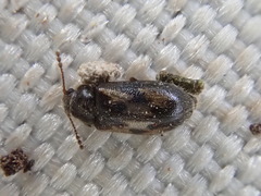 Phloiophilus edwardsii