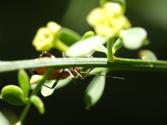 Capsodes flavomarginatus