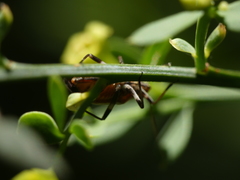 Capsodes flavomarginatus