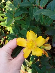 Hypericum