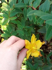 Hypericum