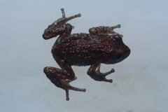 Pristimantis thymelensis