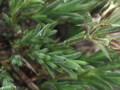 Sabulina nuttallii nuttallii