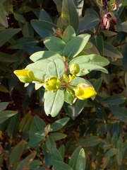 Hypericum