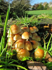 Hypholoma fasciculare
