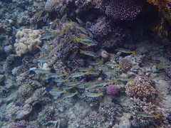 Lutjanus ehrenbergii