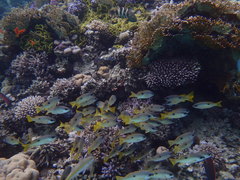 Lutjanus ehrenbergii