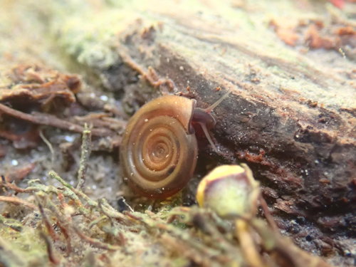 Whirlpool Ram's-horn, Cambridge, UK, photo 8 of 10