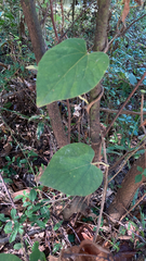 Aristolochia tomentosa