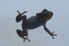 Pristimantis thymelensis