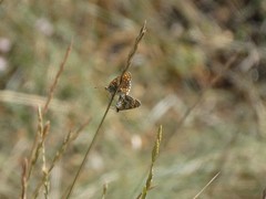 Melitaea pseudornata
