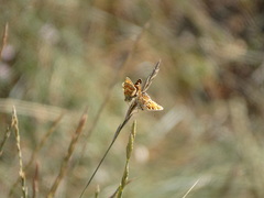 Melitaea pseudornata