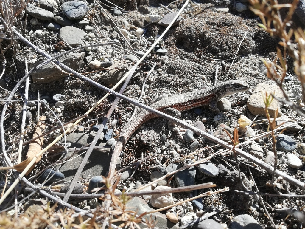 Jupapina Smooth-Throated Lizard