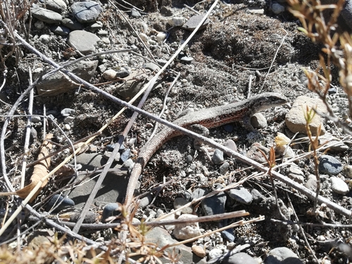 Jupapina Smooth-throated Lizard
