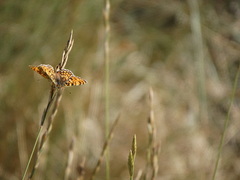 Melitaea pseudornata