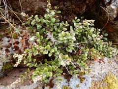 Gaultheria colensoi