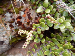 Gaultheria colensoi