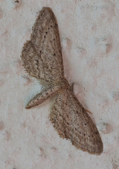 Idaea longaria