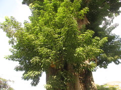 Ceiba pentandra