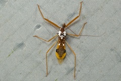 Epidaus famulus