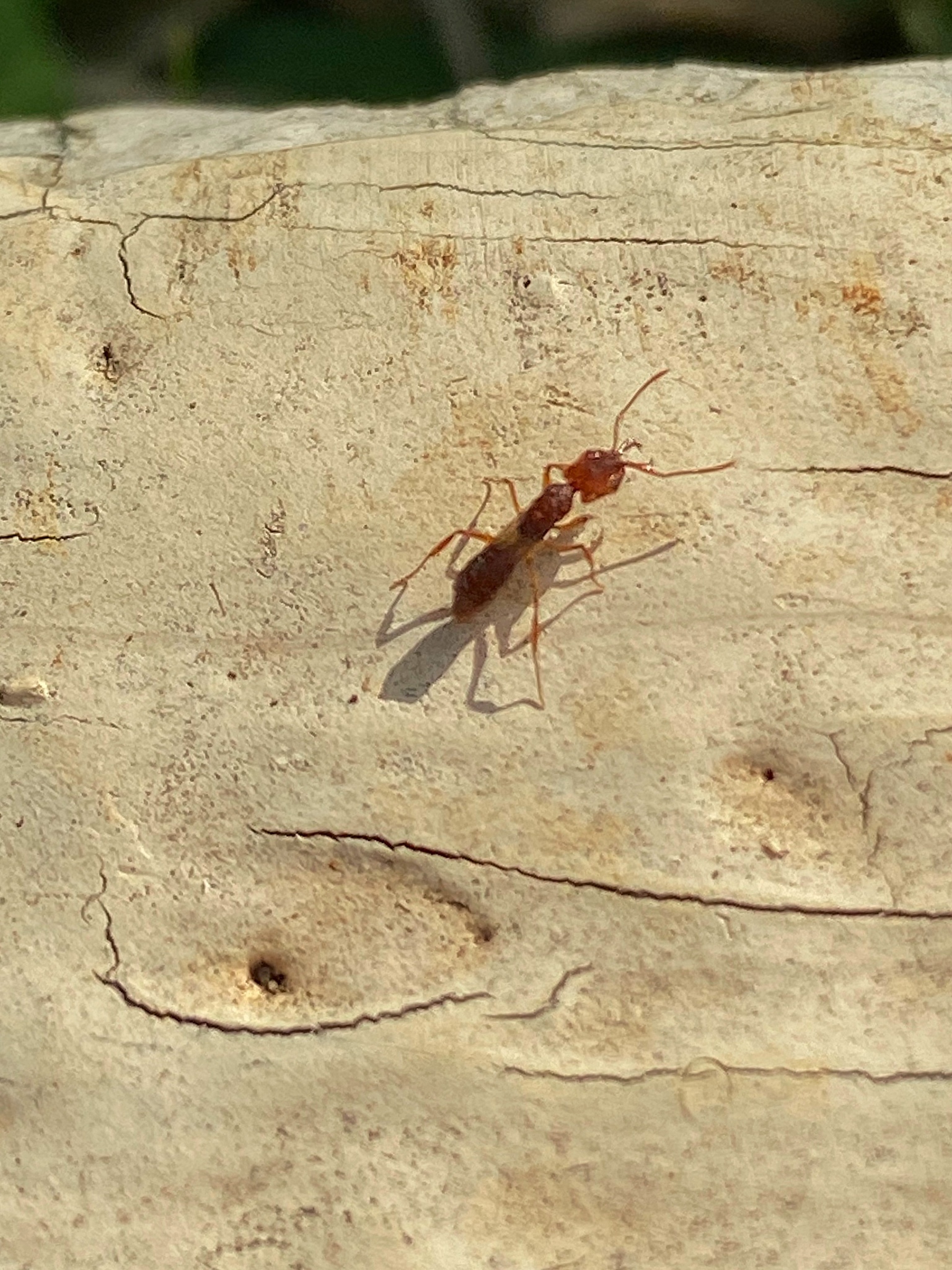 Anochetus