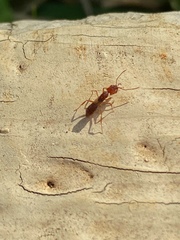 Anochetus