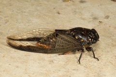 Cryptotympana aquila