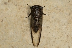 Cryptotympana aquila