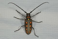 Batocera parryi