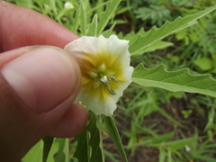 Physalis acutifolia