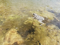 Pleurodema cinereum